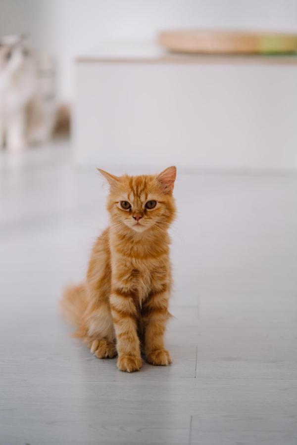 Meow Cafe & Hotel Patong 外观 照片