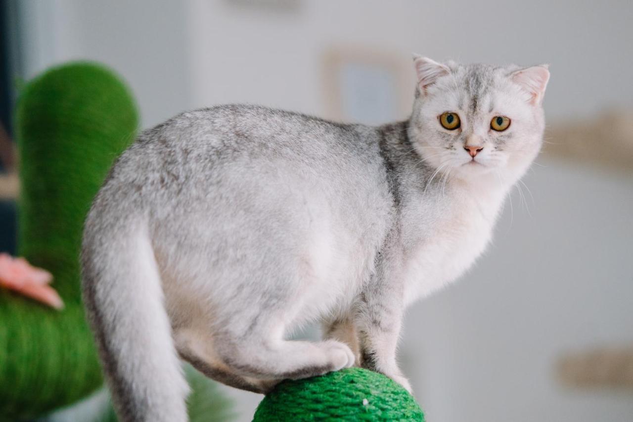 Meow Cafe & Hotel Patong 外观 照片