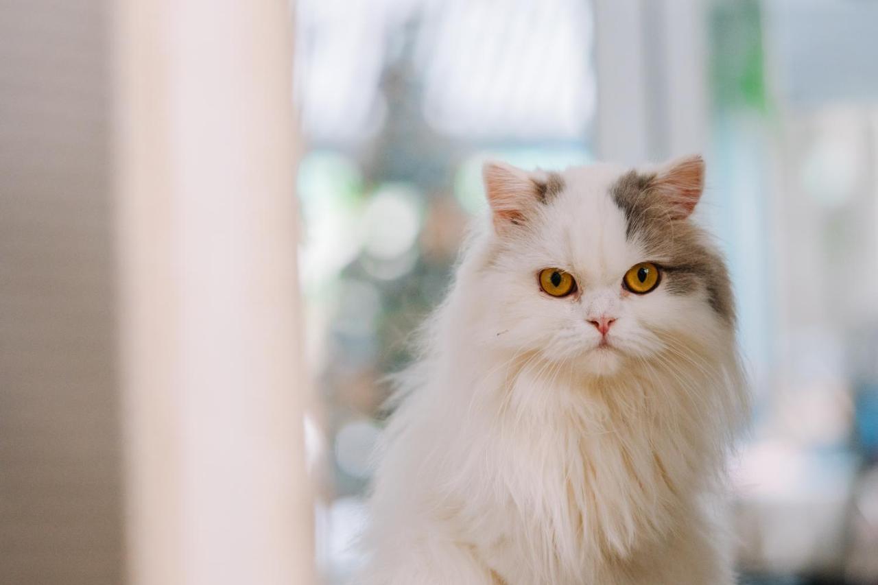 Meow Cafe & Hotel Patong 外观 照片