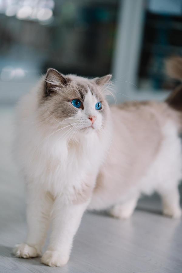Meow Cafe & Hotel Patong 外观 照片